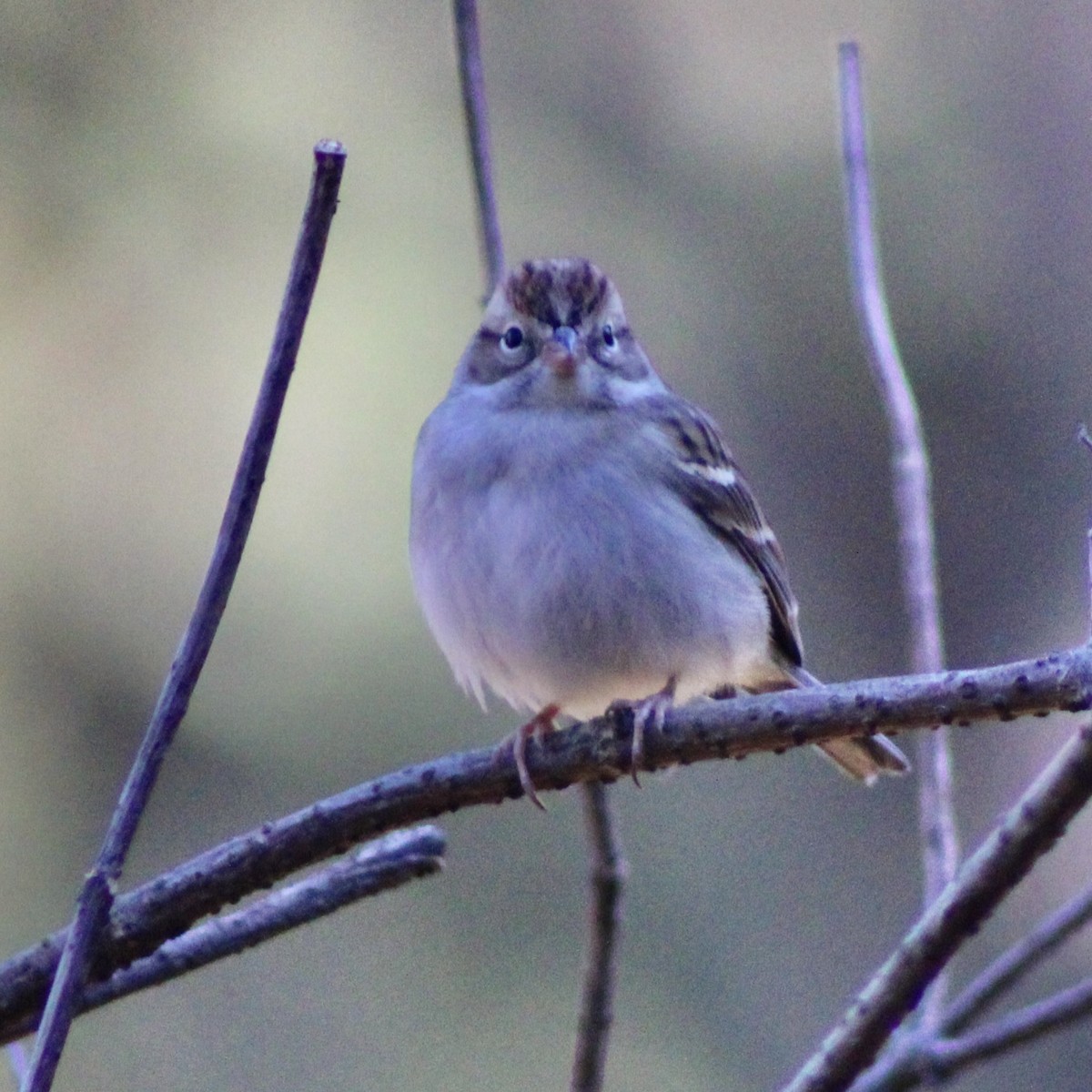 Chipping Sparrow - ML646326324