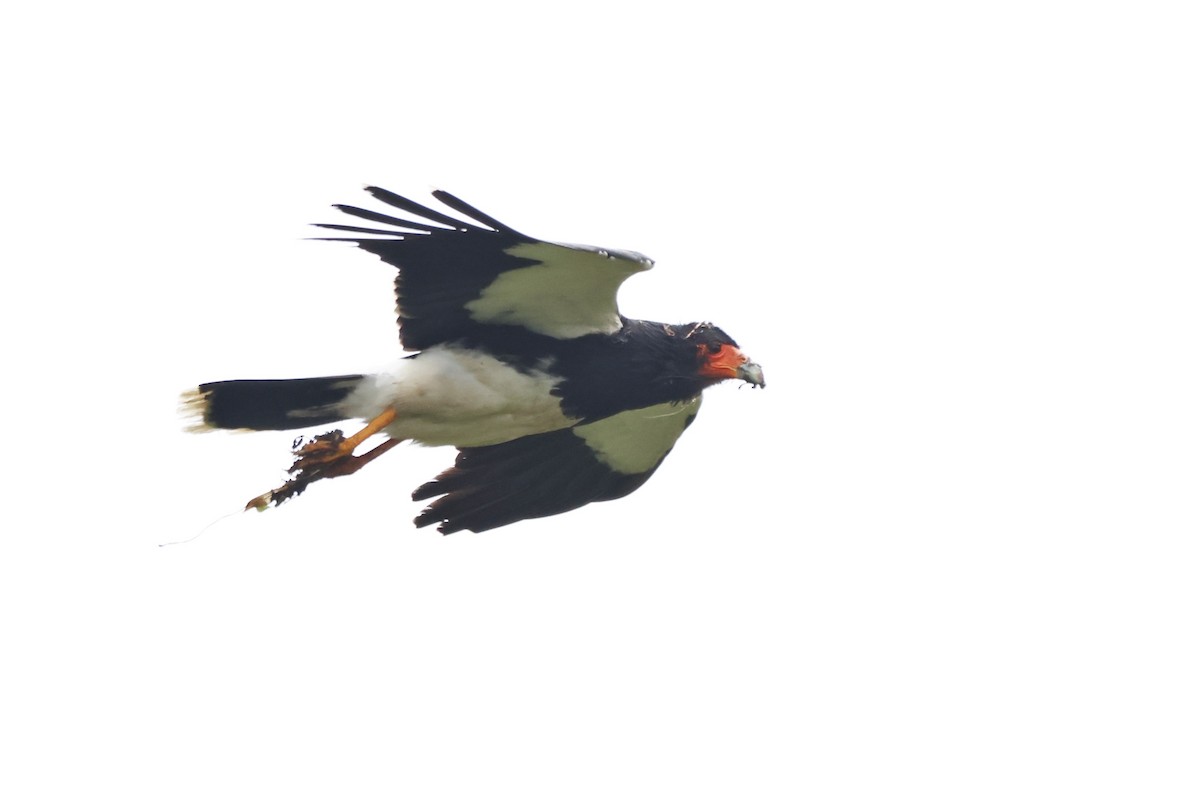 Mountain Caracara - ML646326335