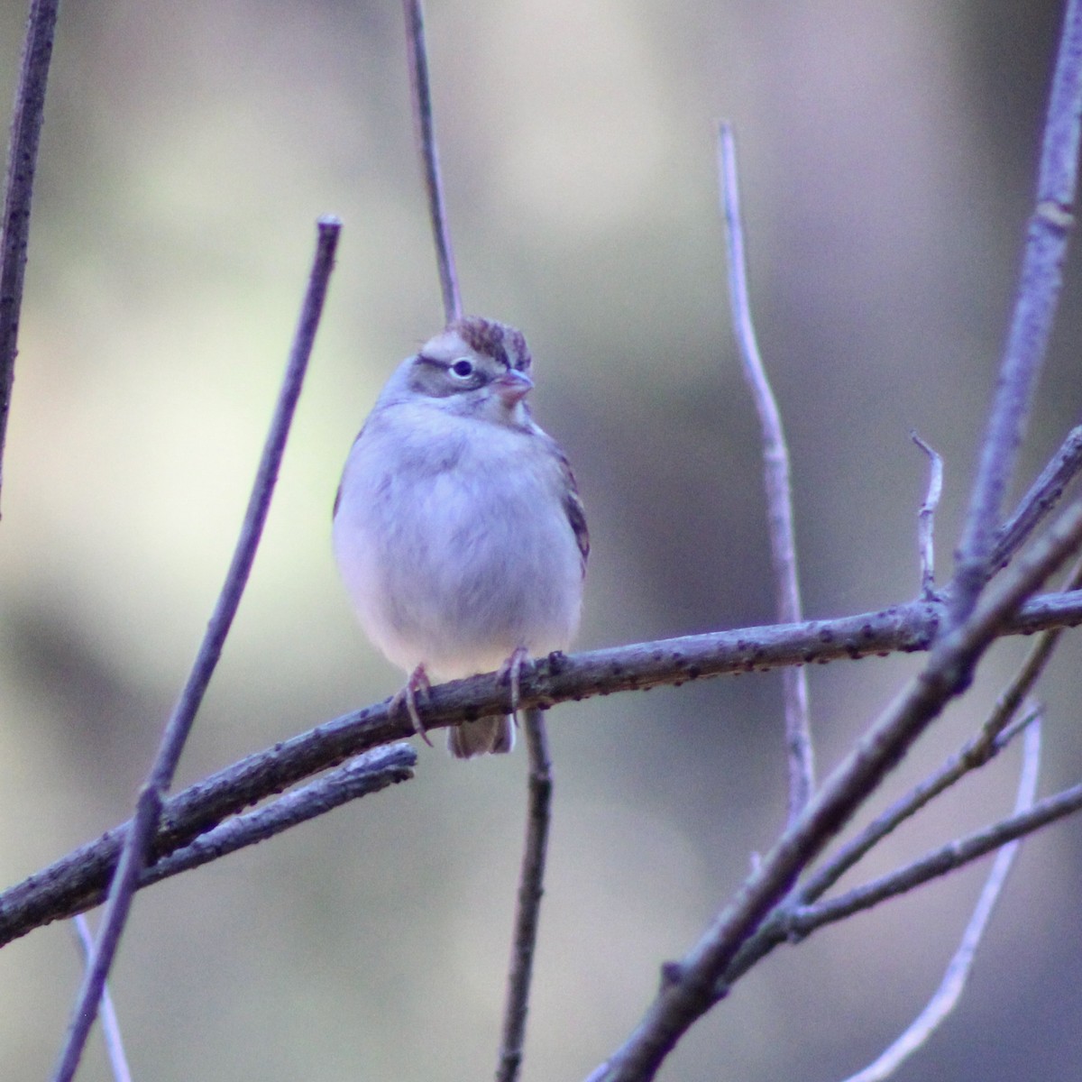 Chipping Sparrow - ML646326336