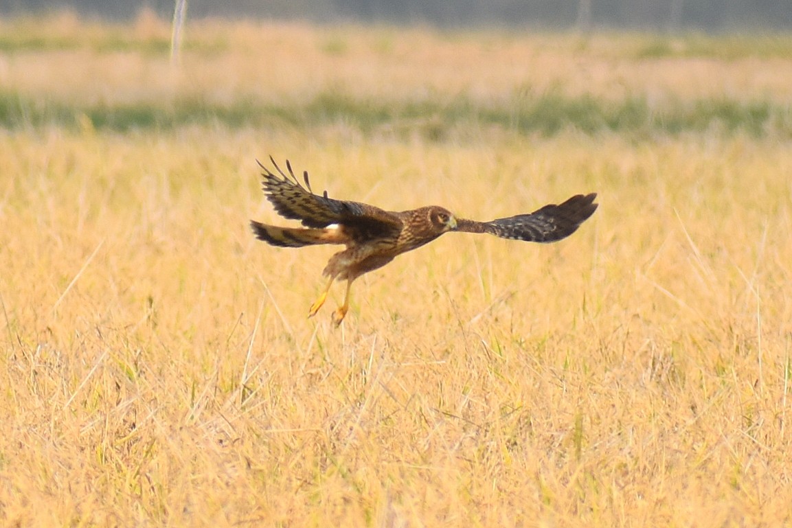 Northern Harrier - ML646326338