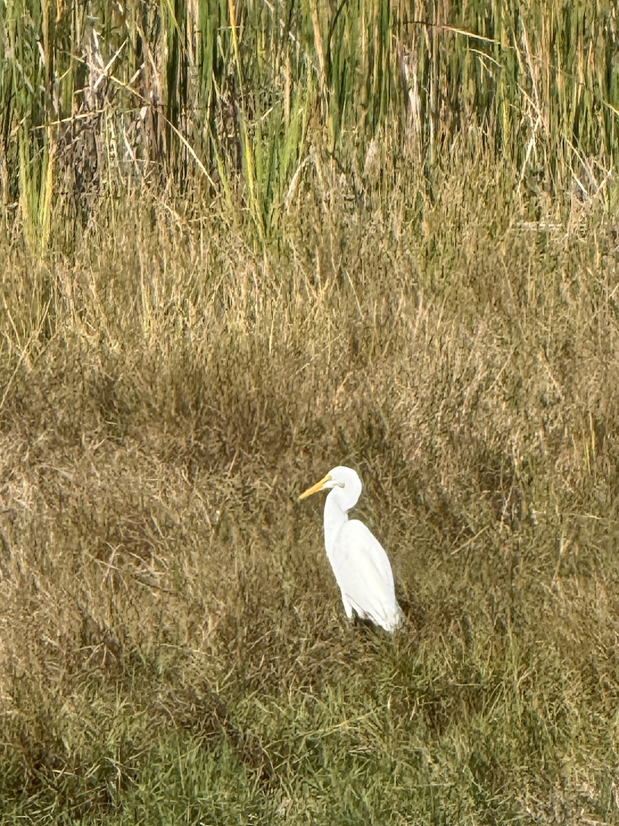 Great Egret - ML646326350