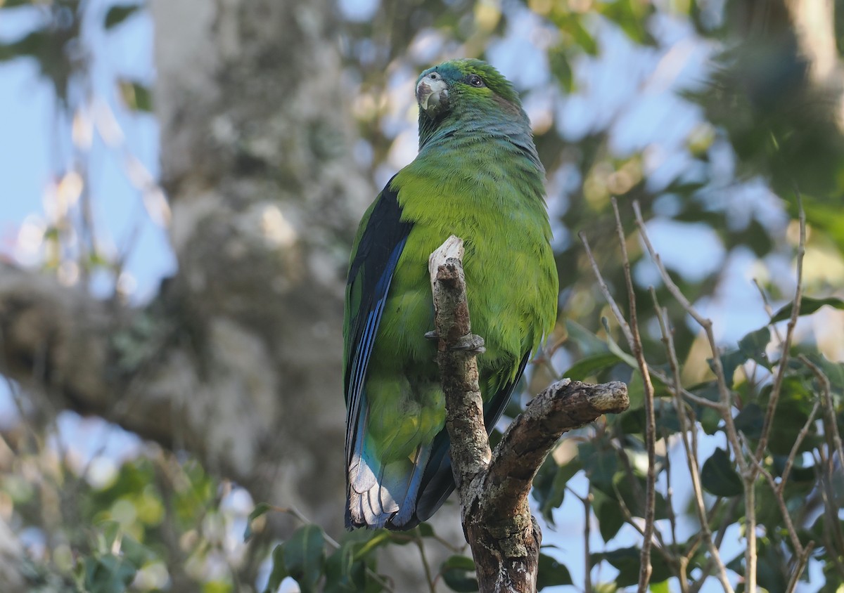 Black-winged Parrot - ML646326354