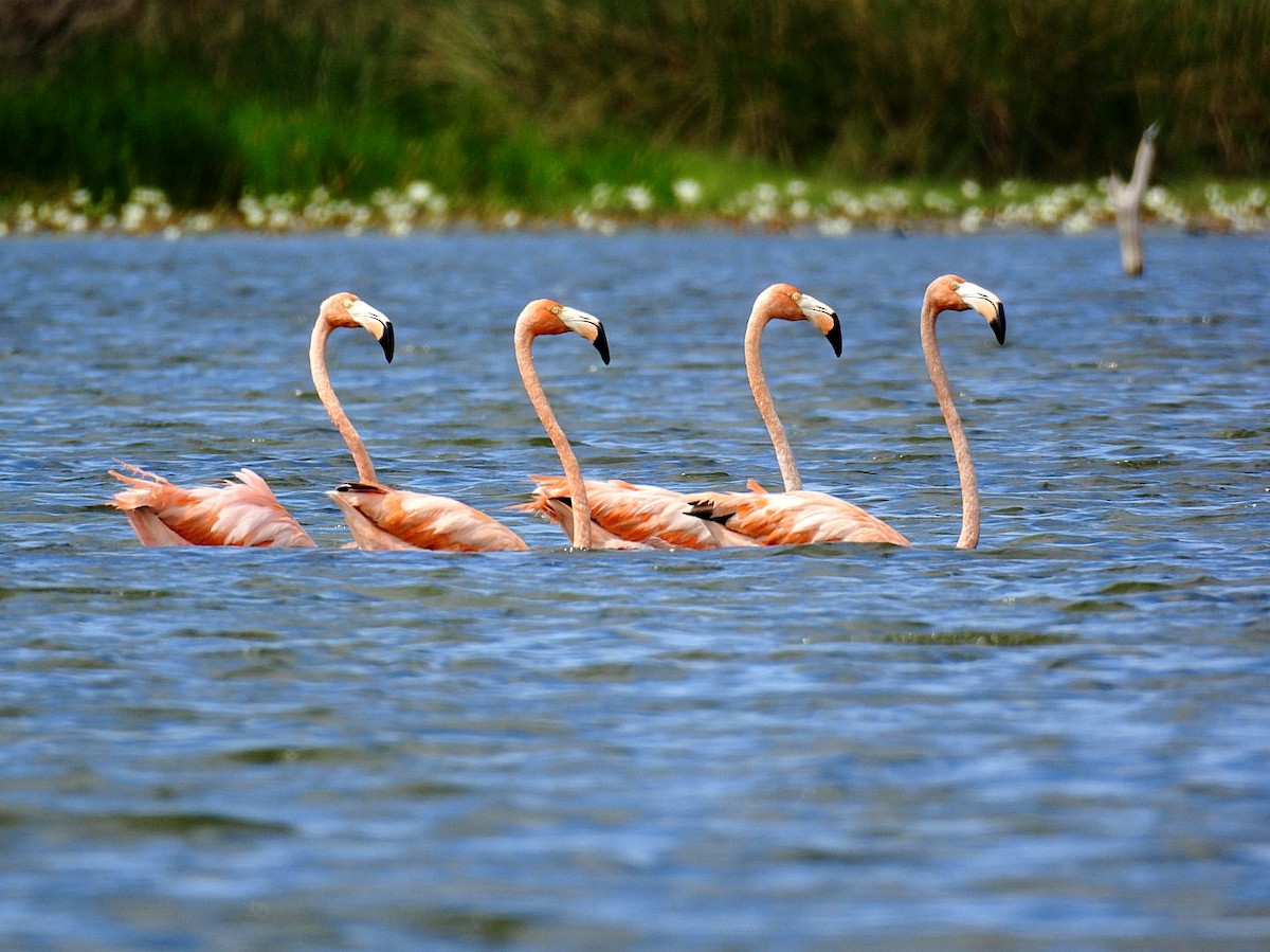 American Flamingo - ML646326355