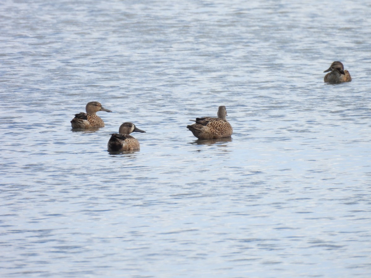 Blauflügelente - ML646326356