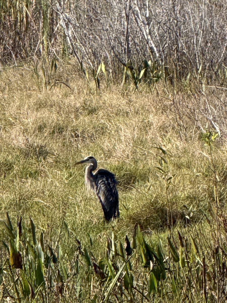 Great Blue Heron - ML646326359