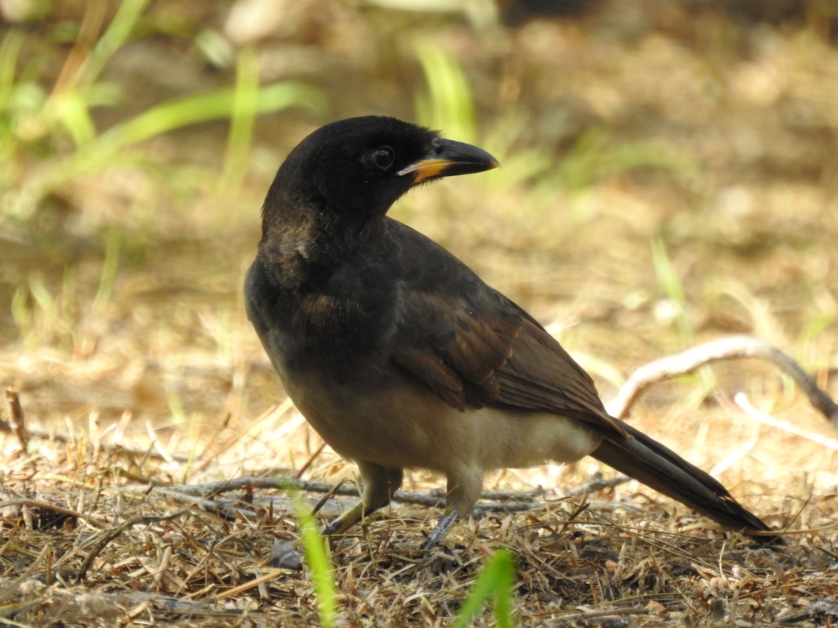 Brown Jay - ML646326361