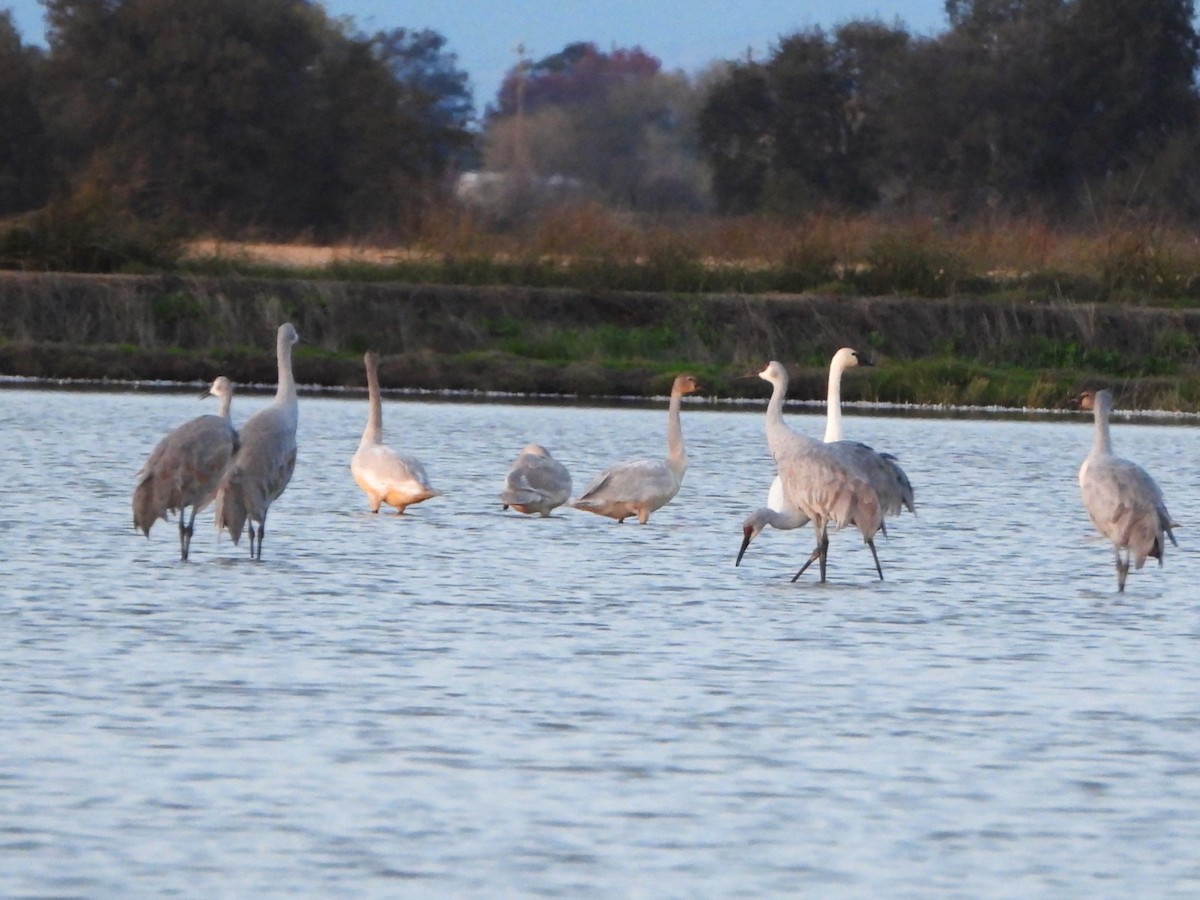Sandhill Crane - ML646326368