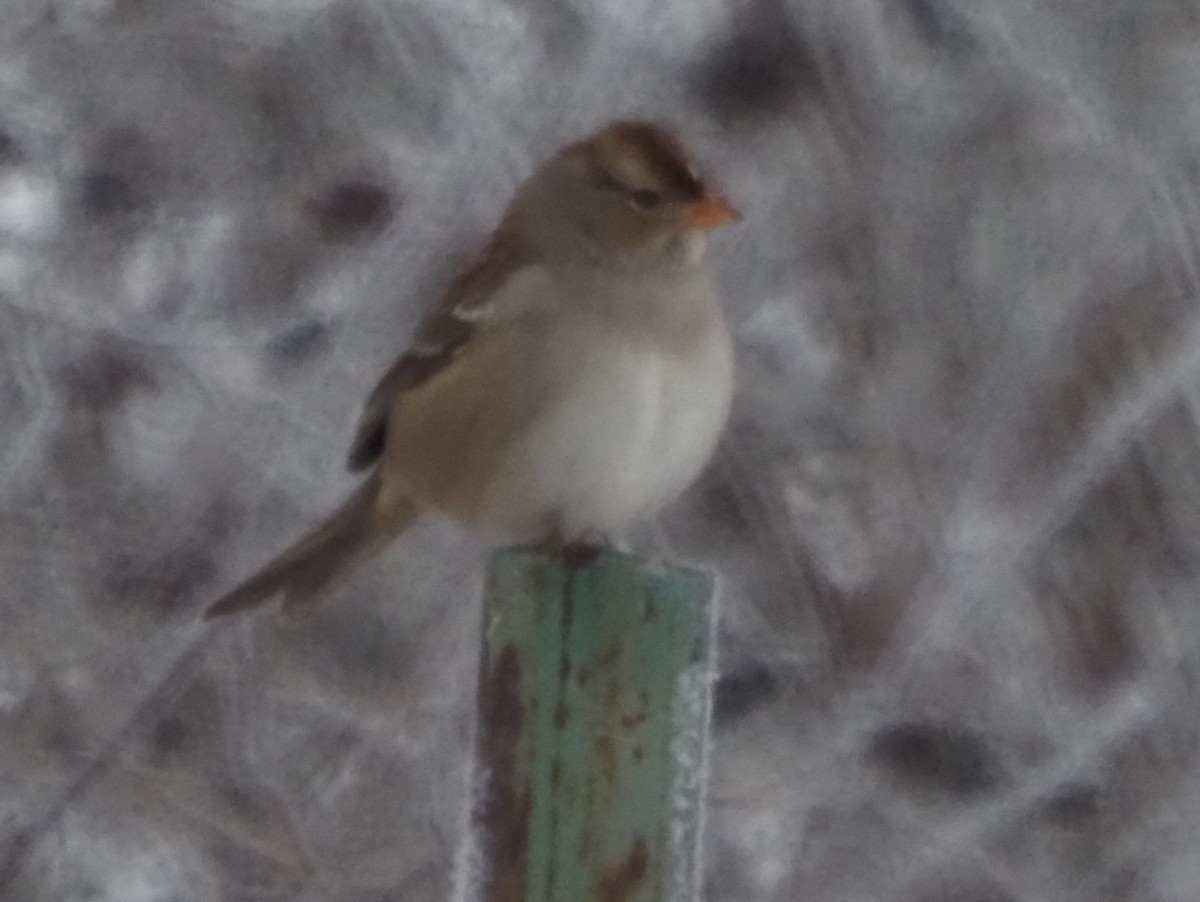 White-crowned Sparrow - ML646326369
