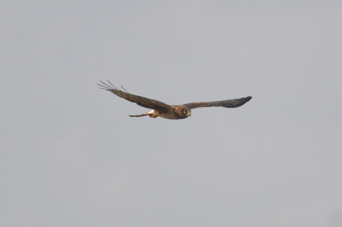Northern Harrier - ML646326375