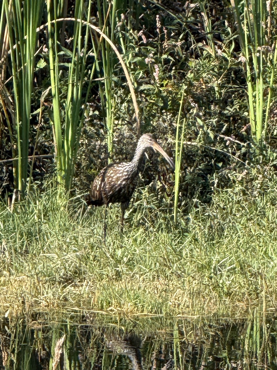 Limpkin - ML646326377