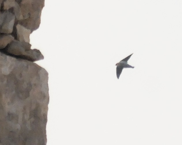 アフリカチャイロツバメ - ML646326384