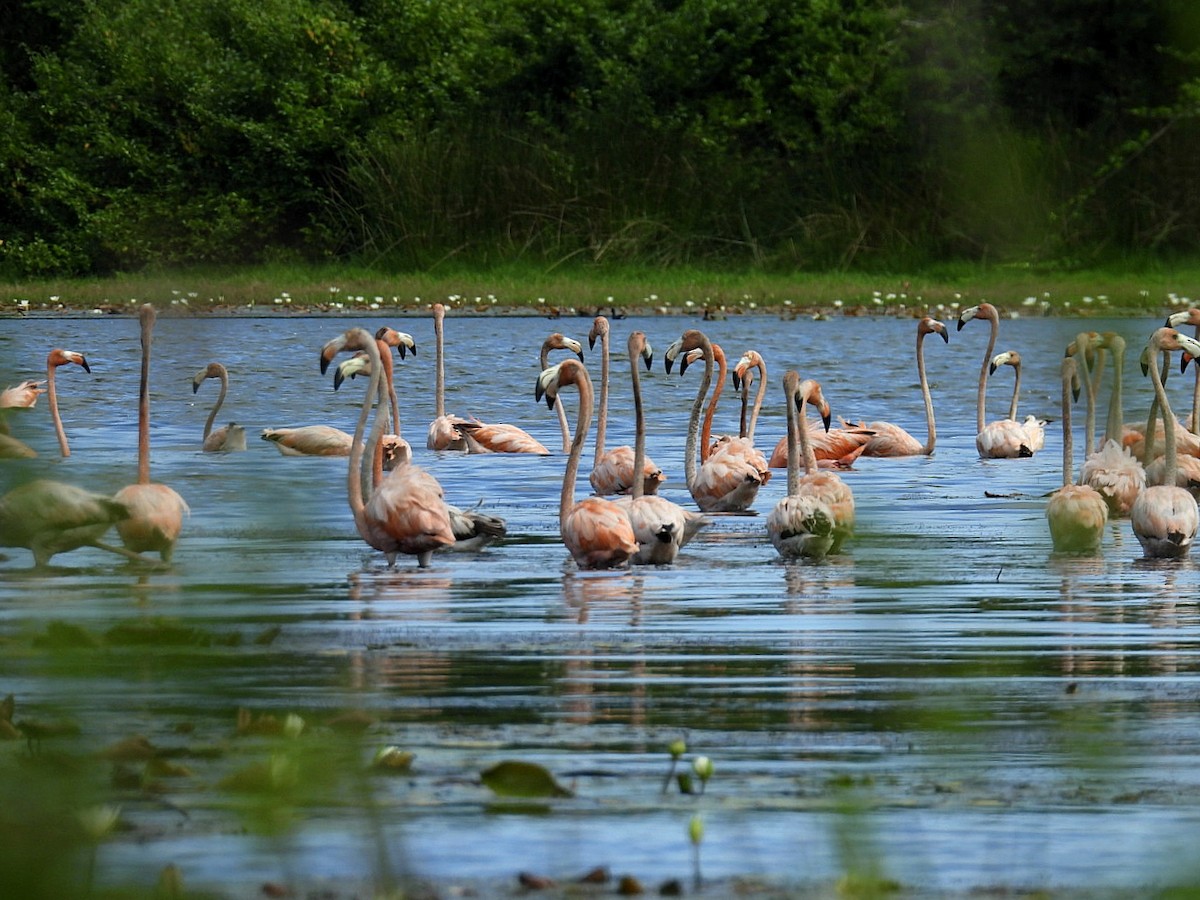 American Flamingo - ML646326385