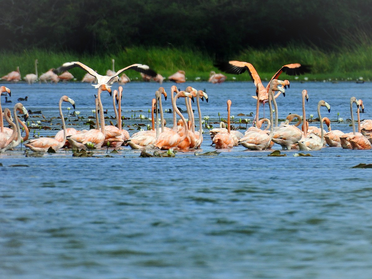American Flamingo - ML646326386
