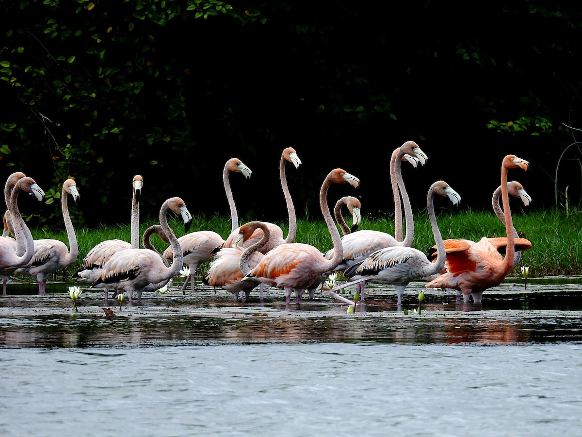 American Flamingo - ML646326387