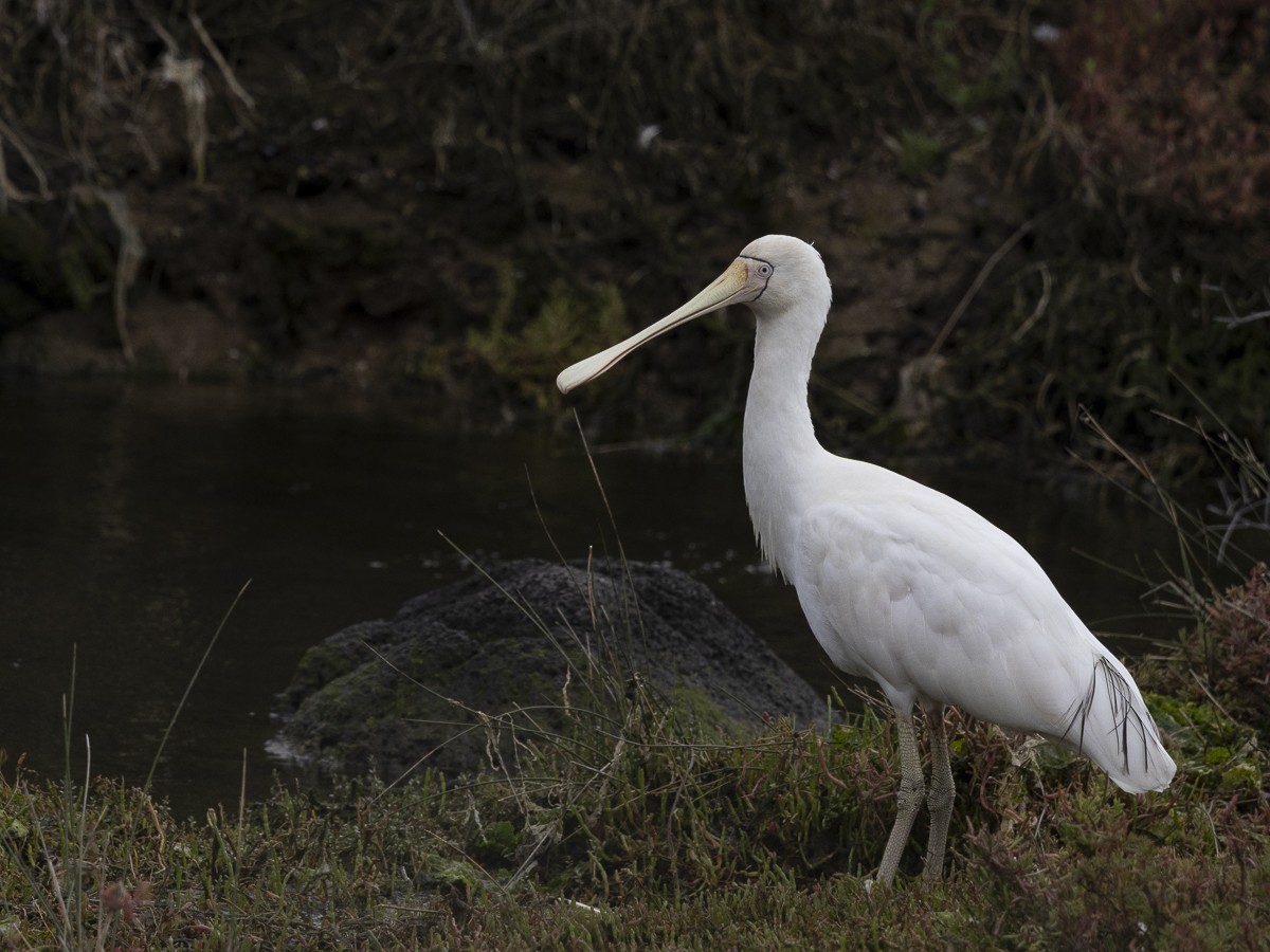 Sarı Yüzlü Kaşıkçı - ML646326388