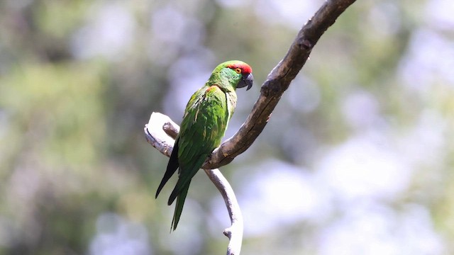 Ара товстодзьобий - ML646326390