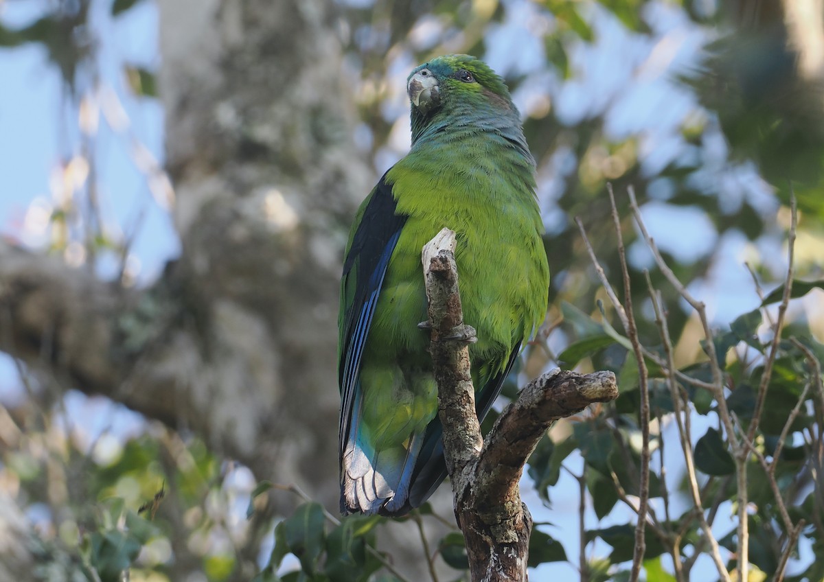 Black-winged Parrot - ML646326391