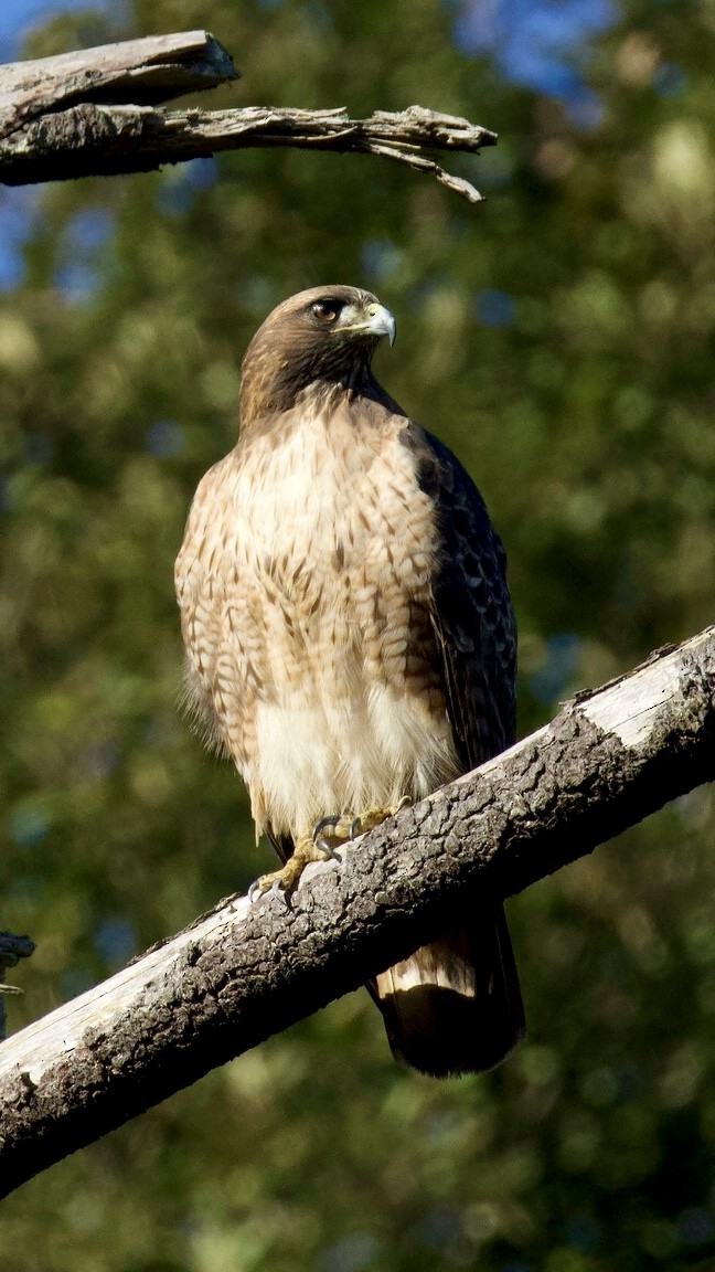 Red-tailed Hawk - ML646326395