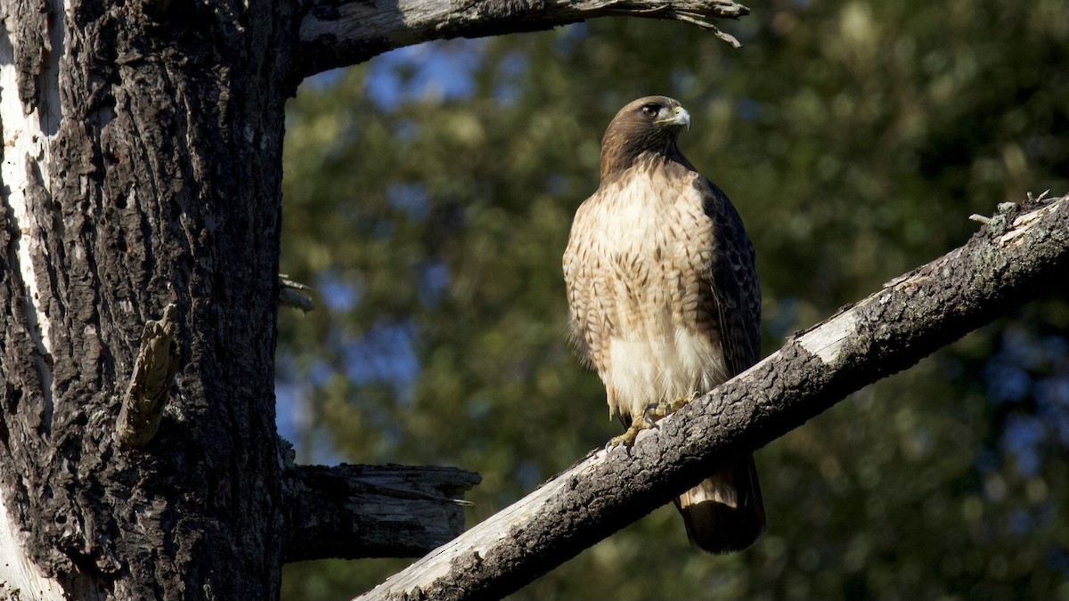 Red-tailed Hawk - ML646326396