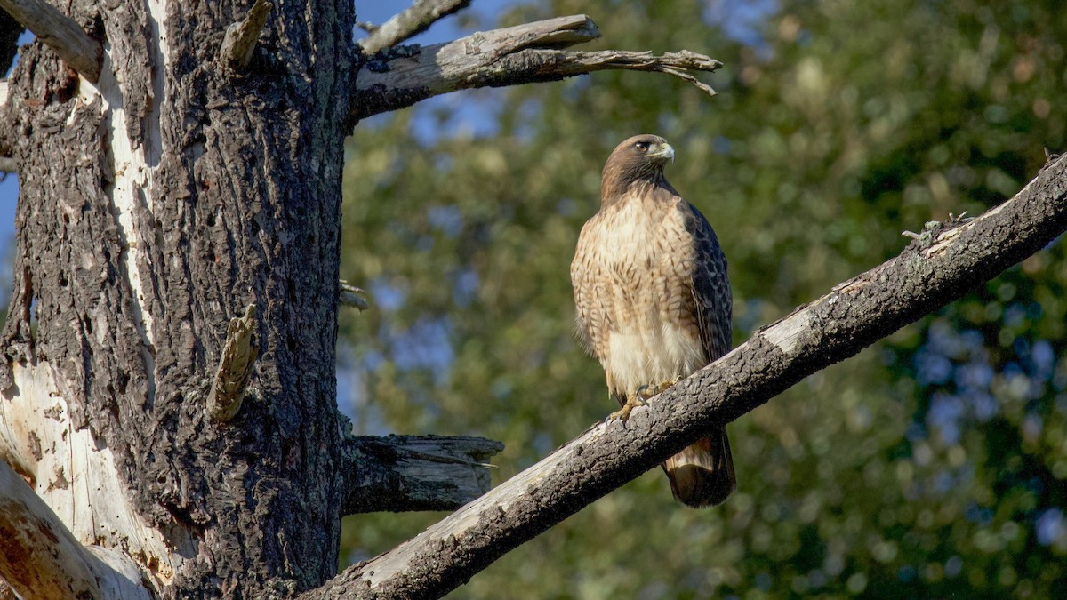 Red-tailed Hawk - ML646326397