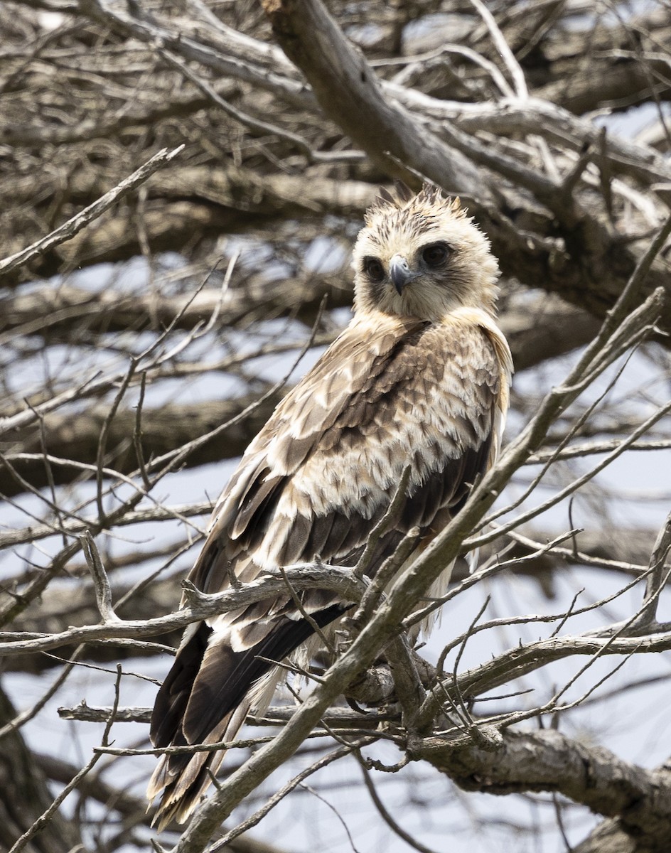 Avustralya Küçük Kartalı - ML646326398