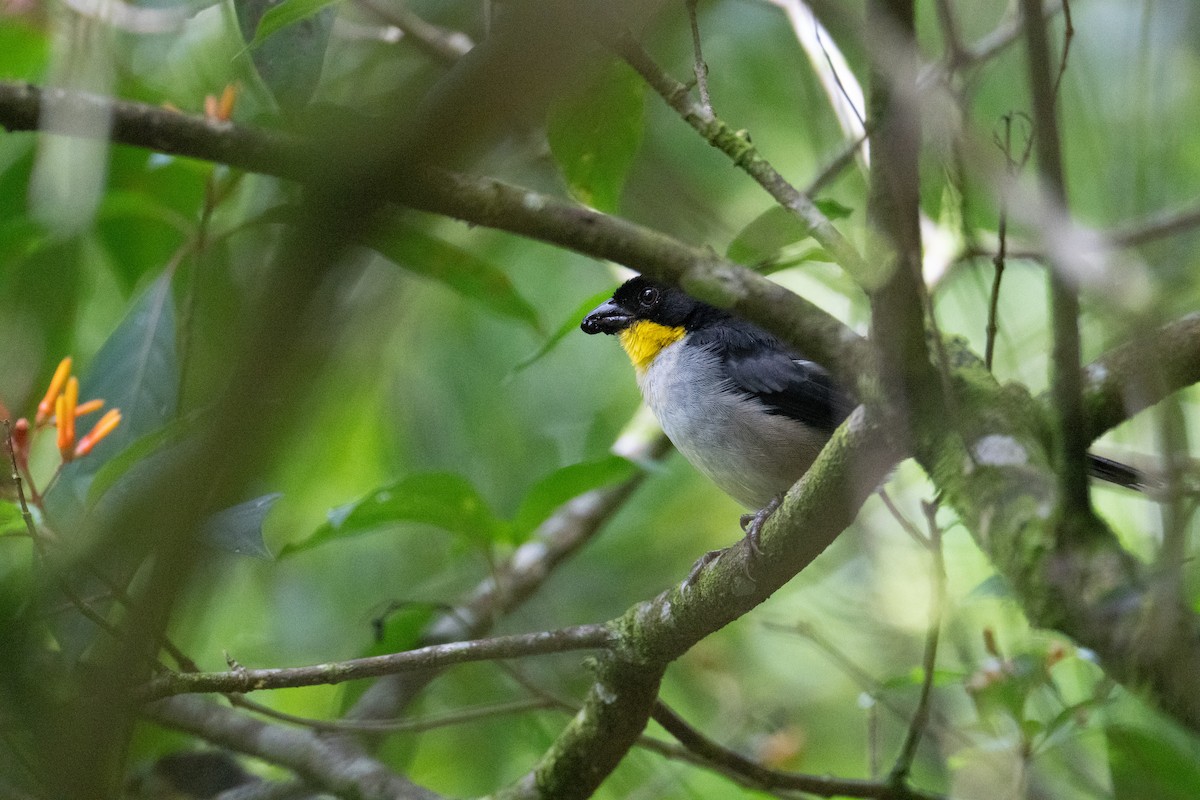 White-naped Brushfinch - ML646326402