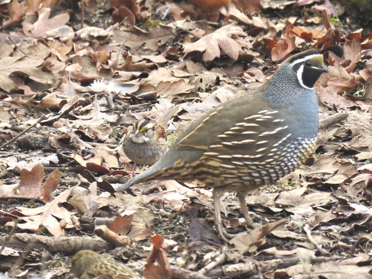 Kaliforniya Kolini - ML646326405