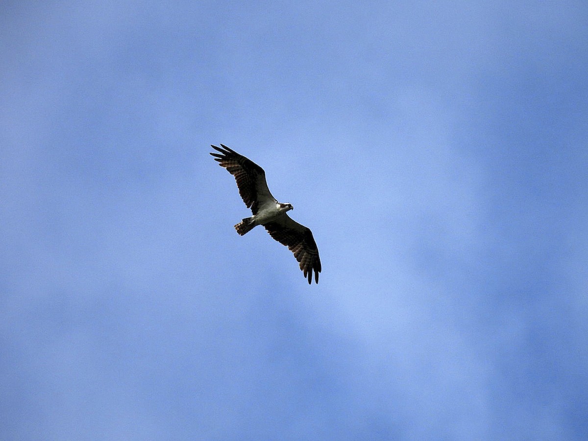 Osprey - ML646326407