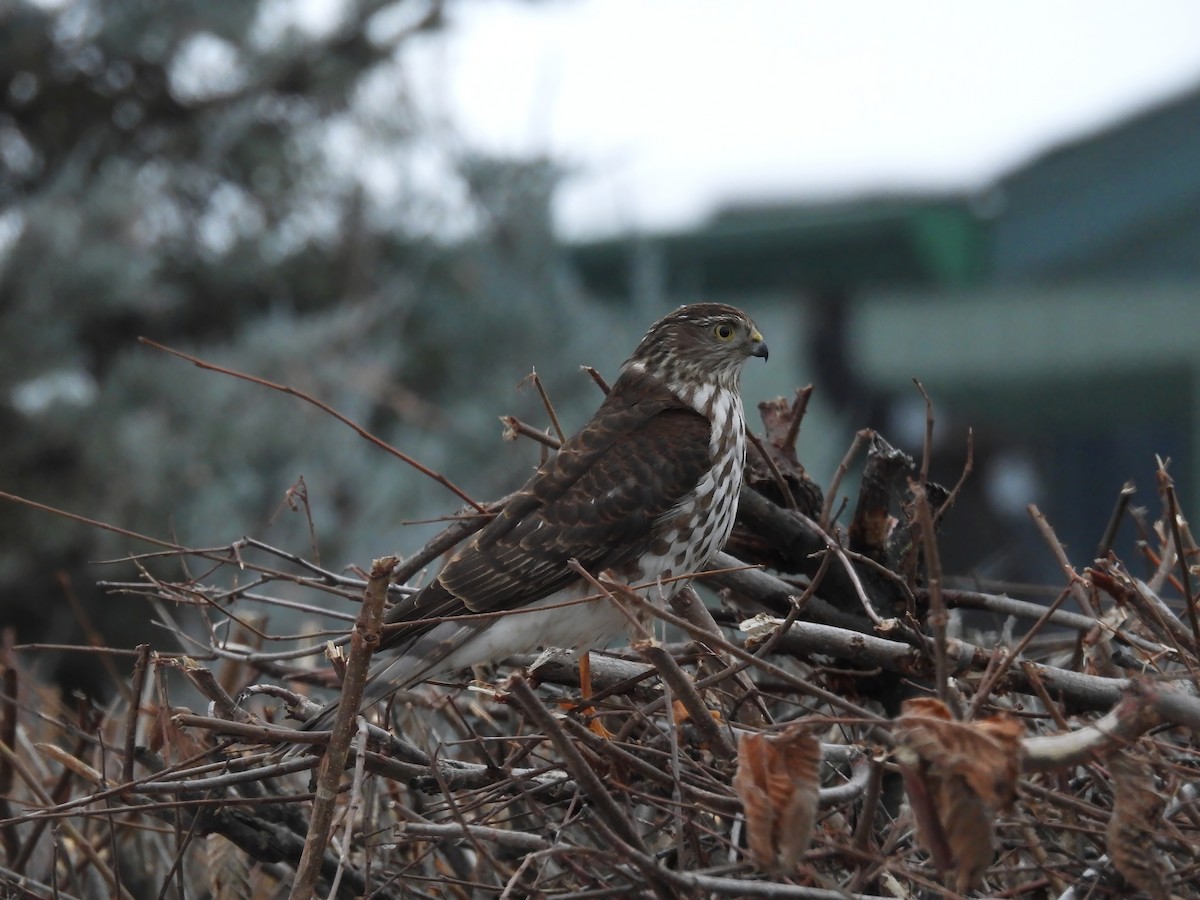 Sharp-shinned Hawk - ML646326408