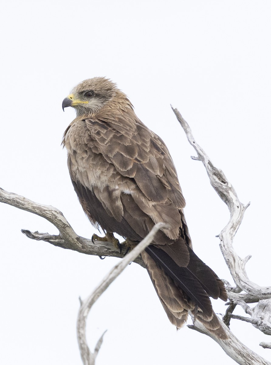 Kara Çaylak - ML646326411