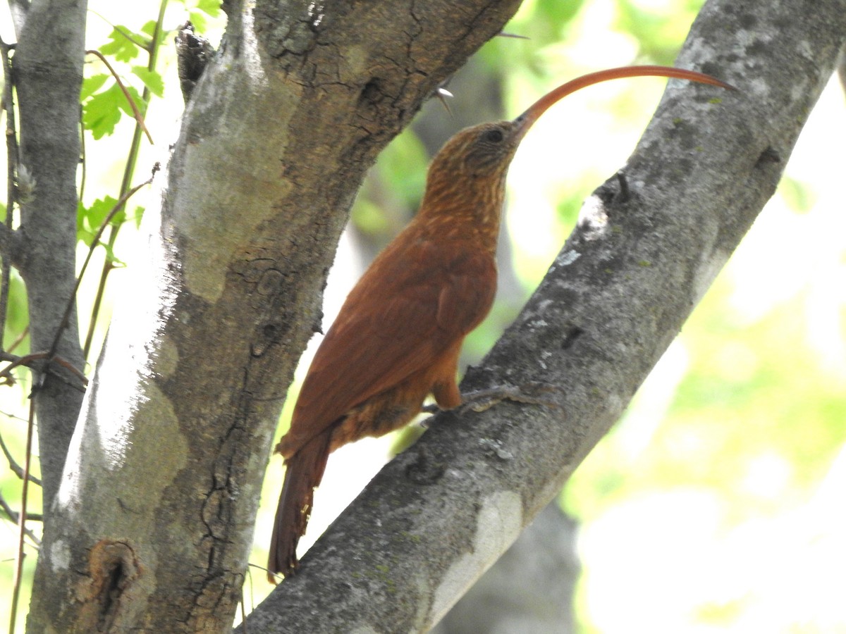 Red-billed Scythebill - ML646326412