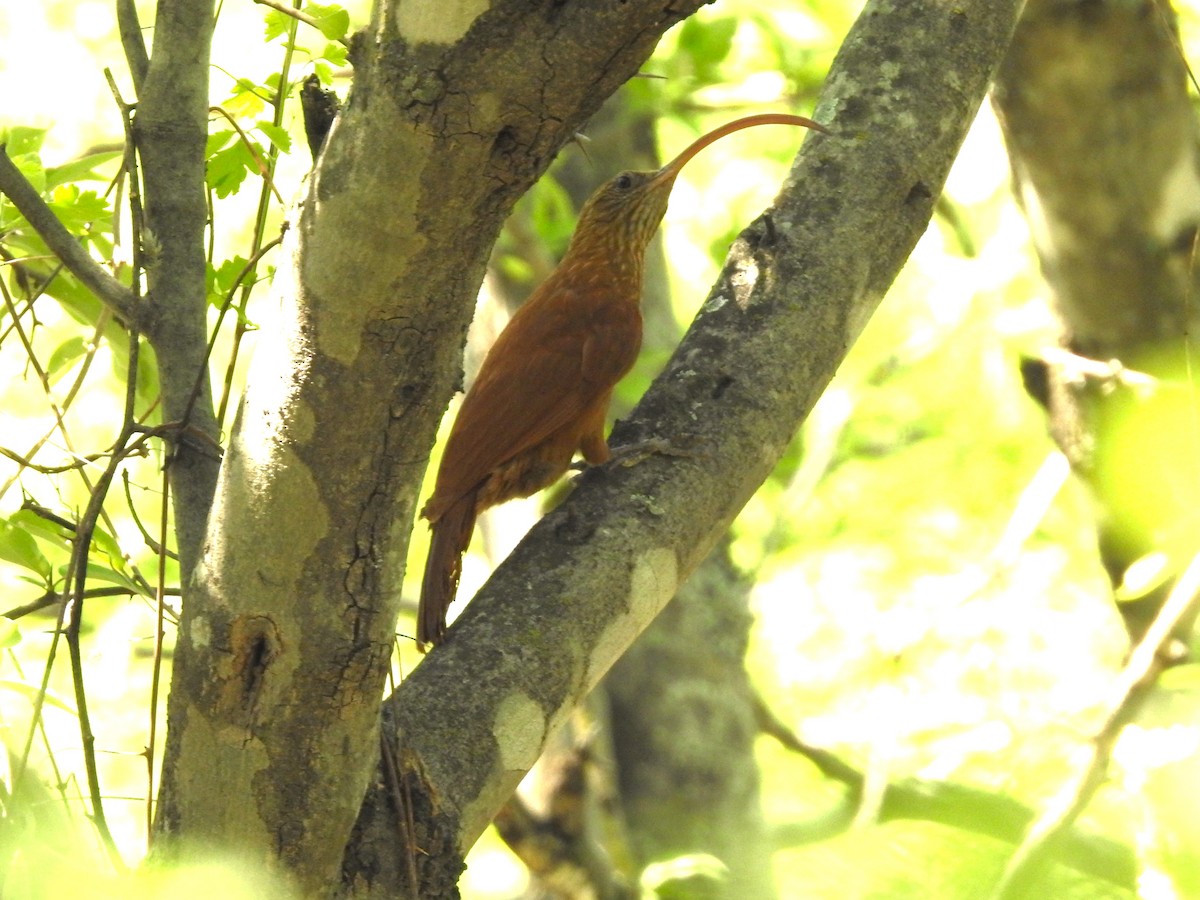 Red-billed Scythebill - ML646326413