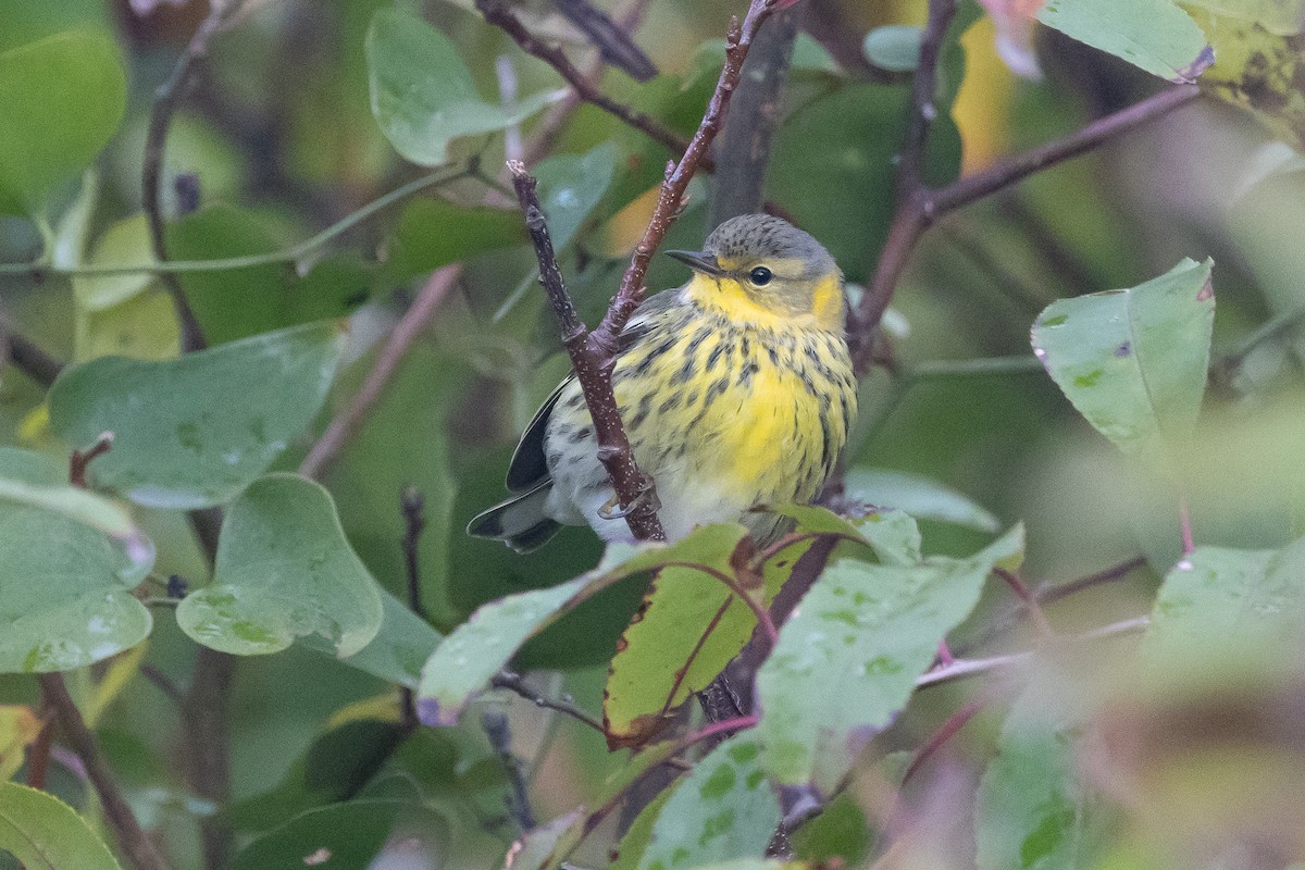 ホオアカアメリカムシクイ - ML646326425