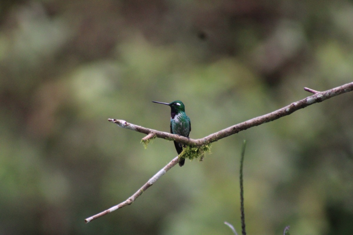 Purple-bibbed Whitetip - ML646326427
