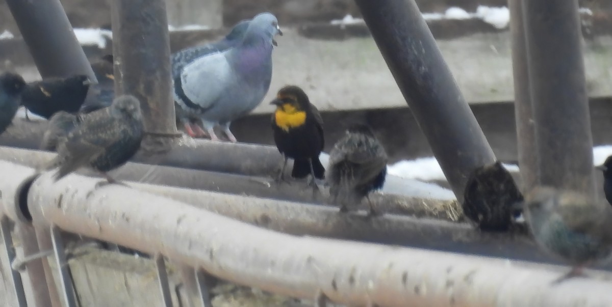 Yellow-headed Blackbird - ML646326431
