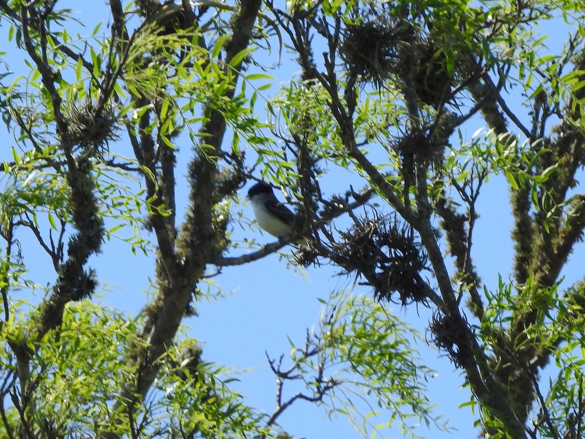 White-naped Xenopsaris - ML646326433