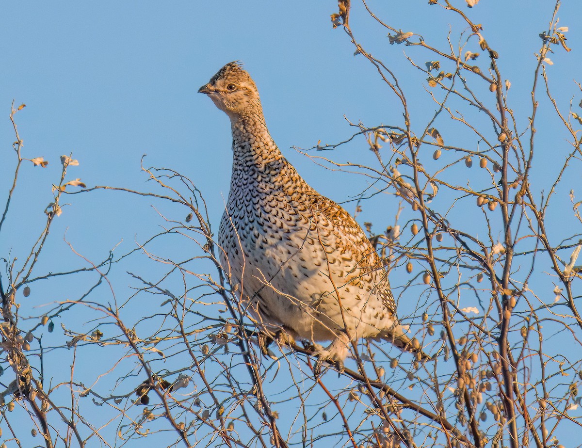Sharp-tailed Grouse - ML646326435
