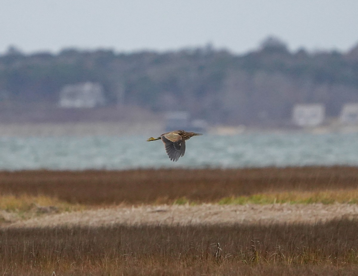 Бугай американський - ML646326439