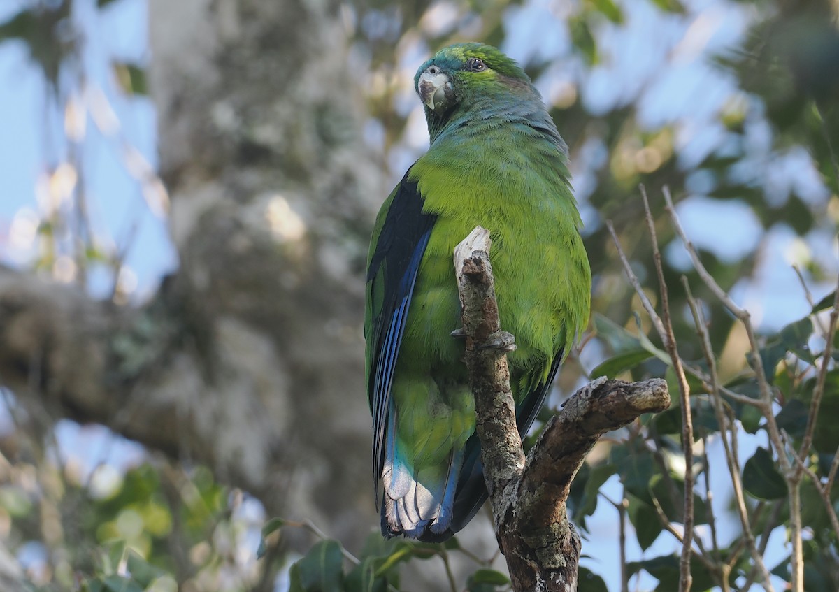Black-winged Parrot - ML646326441