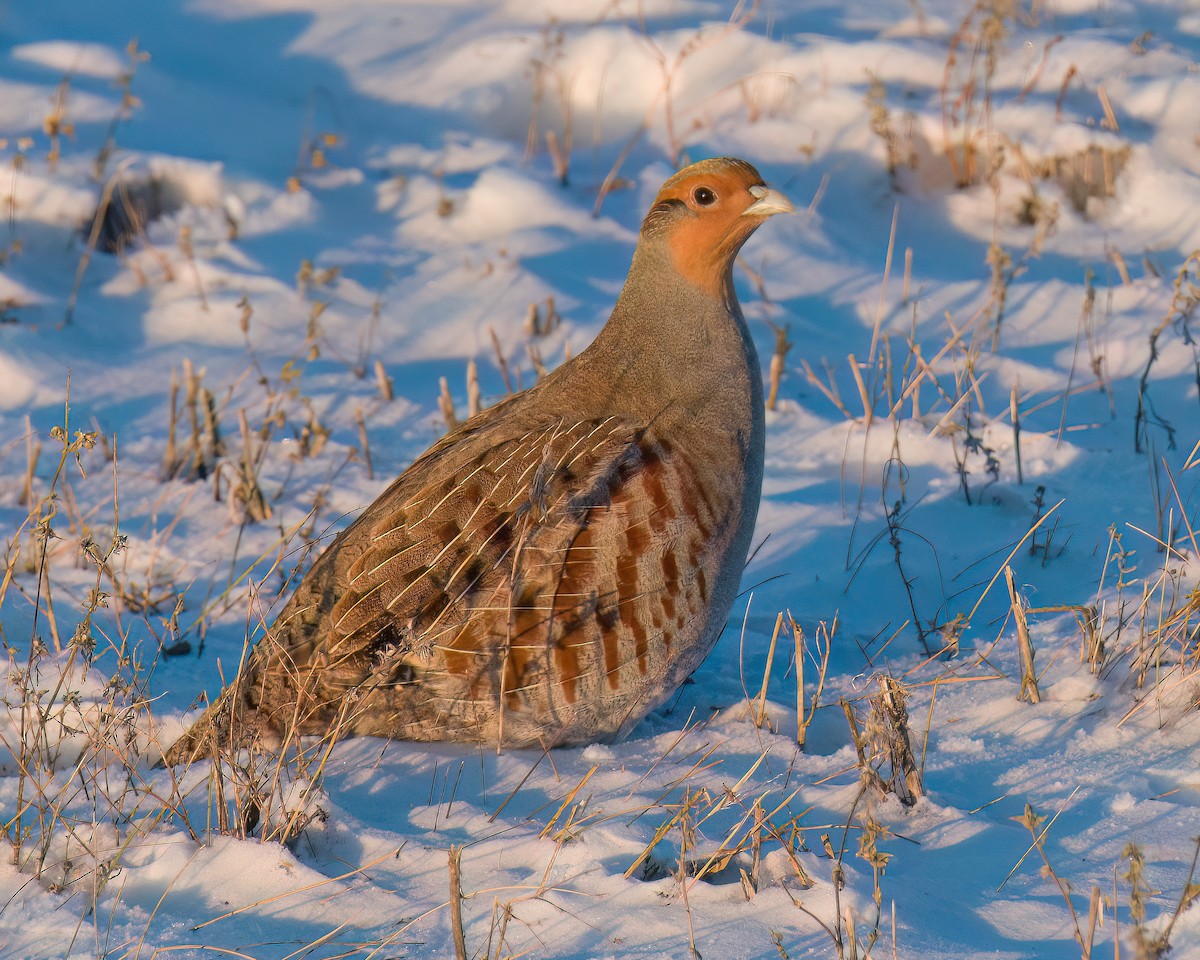 Gray Partridge - ML646326442