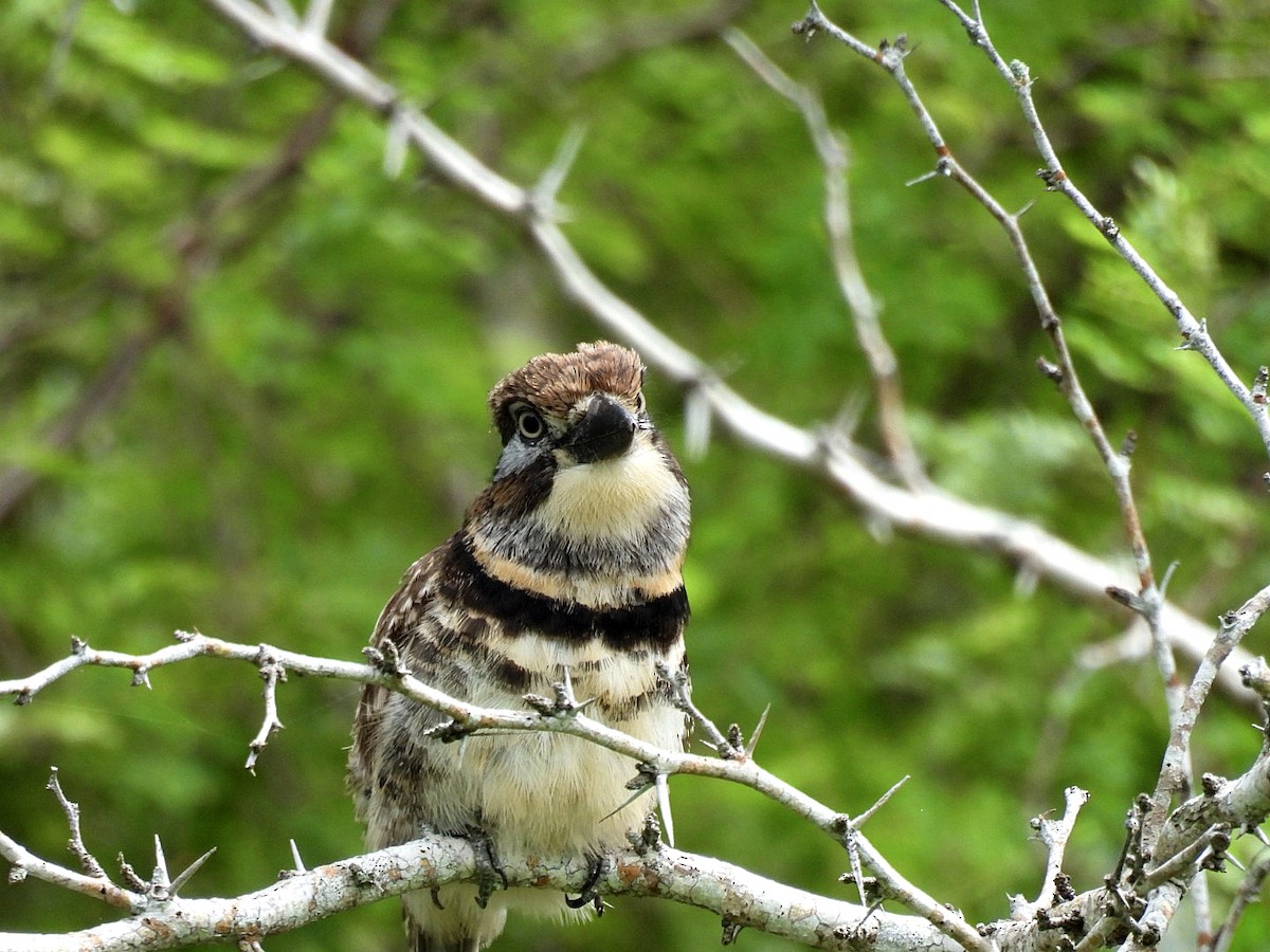 Two-banded Puffbird - ML646326443