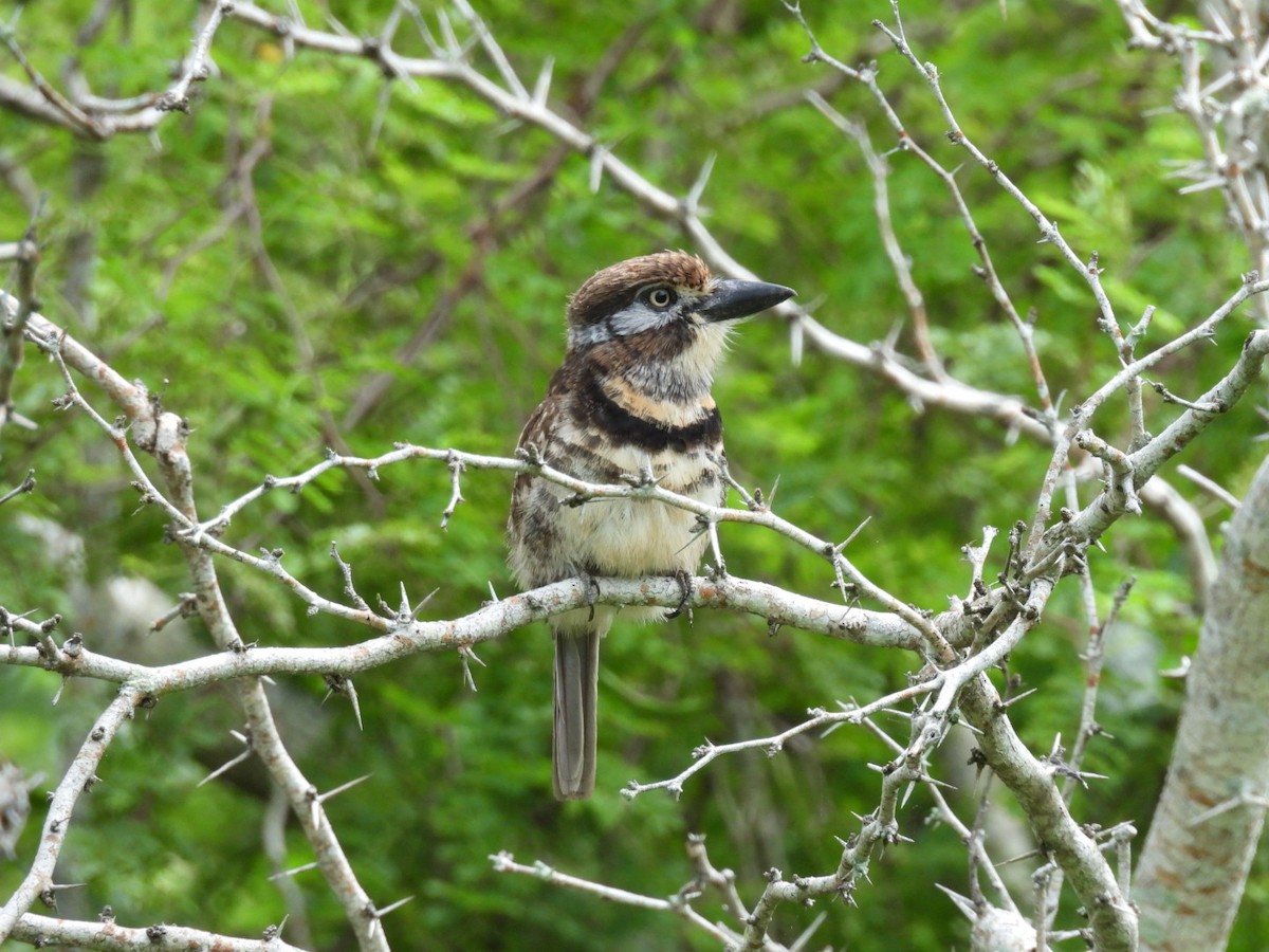 Two-banded Puffbird - ML646326444