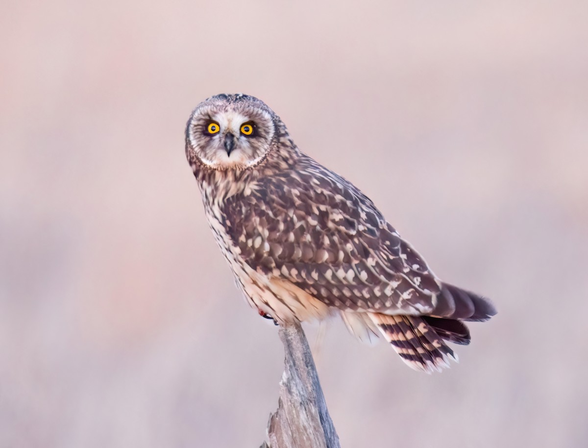 Short-eared Owl - ML646326451