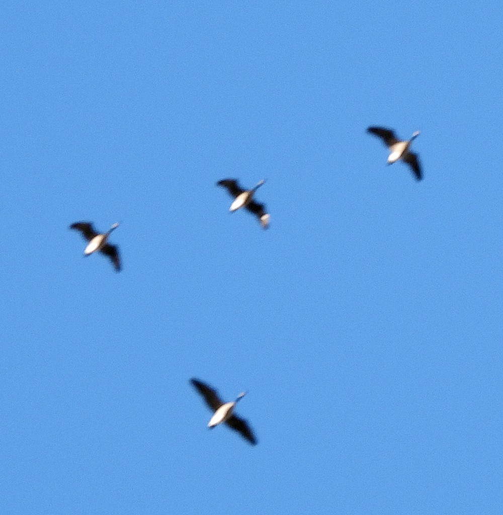 ברנטה קנדית - ML646326454