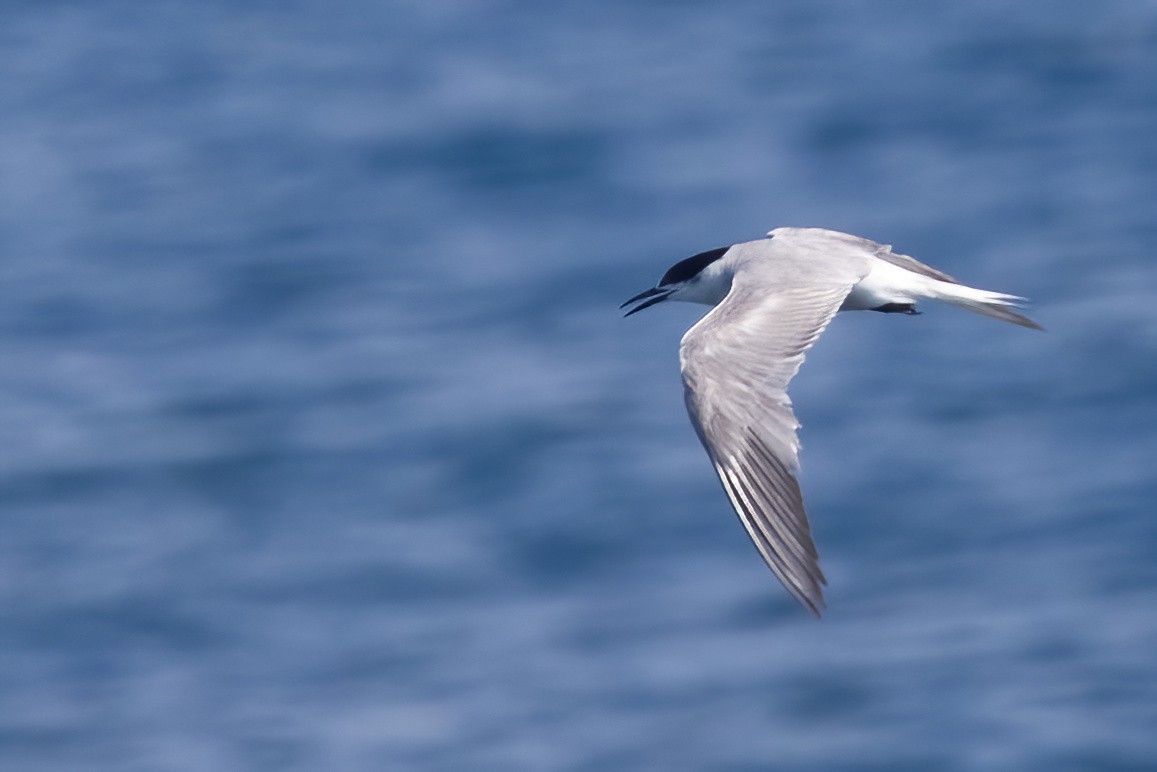 Common Tern - ML646326455