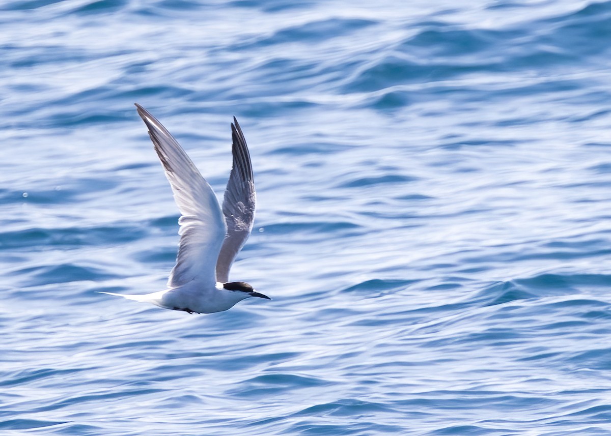 Common Tern - ML646326456