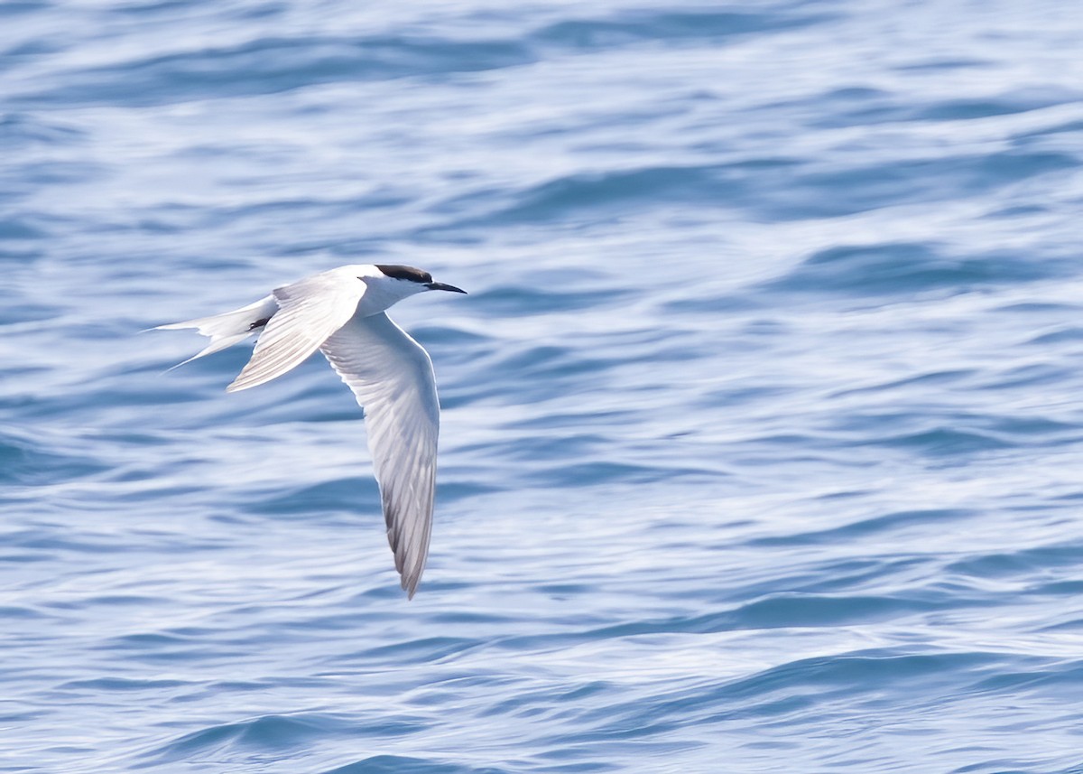 Common Tern - ML646326457