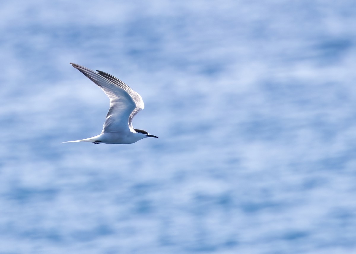 Common Tern - ML646326458