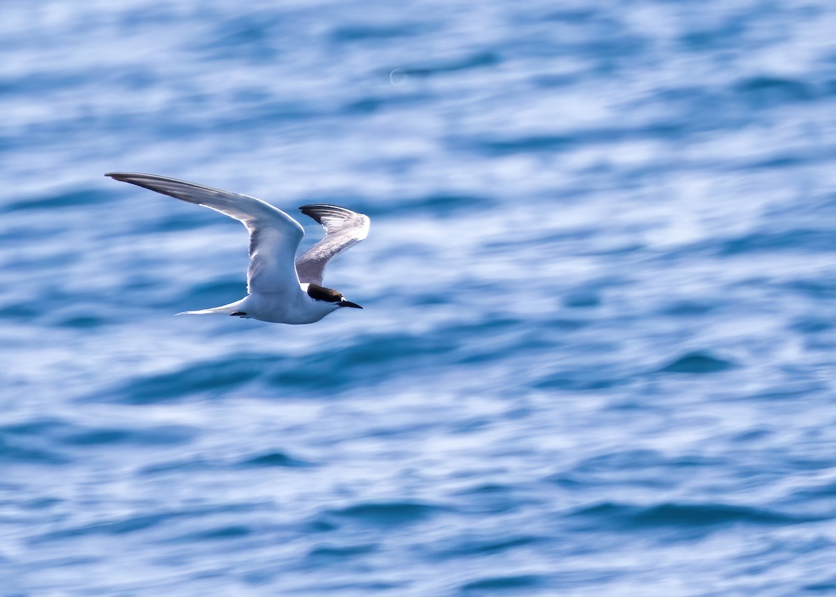 Common Tern - ML646326459