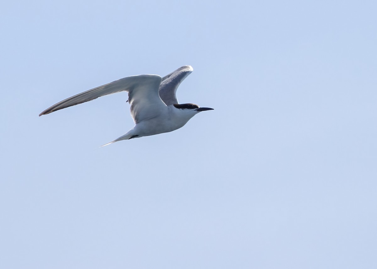 Common Tern - ML646326460